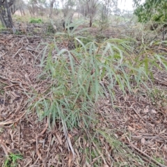 Brachychiton populneus subsp. populneus (Kurrajong) at Jerrabomberra, ACT - 30 Aug 2022 by Mike