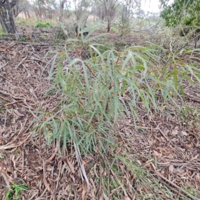 Brachychiton populneus subsp. populneus (Kurrajong) at Wanniassa Hill - 30 Aug 2022 by Mike