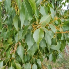 Brachychiton populneus subsp. populneus at Jerrabomberra, ACT - 30 Aug 2022