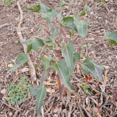 Brachychiton populneus subsp. populneus at Jerrabomberra, ACT - 30 Aug 2022