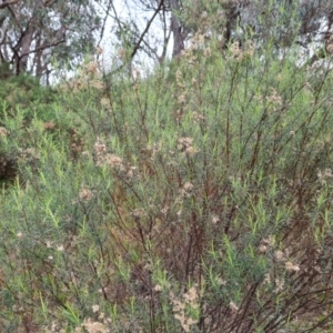 Cassinia quinquefaria at Jerrabomberra, ACT - 30 Aug 2022