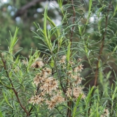 Cassinia quinquefaria at Jerrabomberra, ACT - 30 Aug 2022