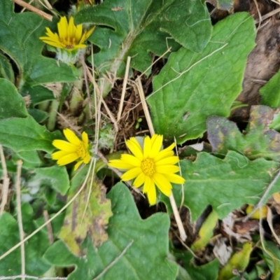 Cymbonotus sp. (preissianus or lawsonianus) (Bears Ears) at Wanniassa Hill - 30 Aug 2022 by Mike