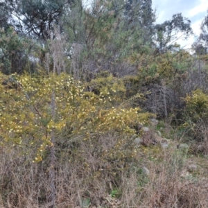 Acacia ulicifolia at Jerrabomberra, ACT - 30 Aug 2022 02:23 PM