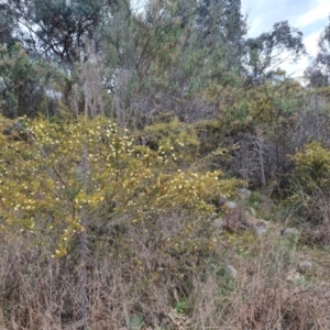 Acacia ulicifolia at Jerrabomberra, ACT - 30 Aug 2022