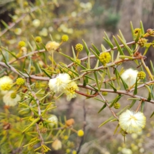 Acacia ulicifolia at Jerrabomberra, ACT - 30 Aug 2022 02:23 PM