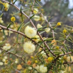 Acacia ulicifolia at Jerrabomberra, ACT - 30 Aug 2022 02:23 PM