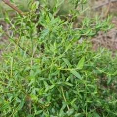 Einadia nutans (Climbing Saltbush) at Jerrabomberra, ACT - 30 Aug 2022 by Mike