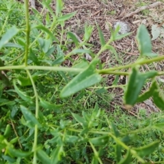 Einadia nutans at Jerrabomberra, ACT - 30 Aug 2022