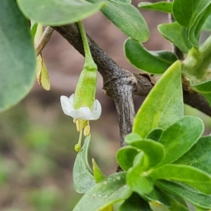 Lycium ferocissimum at Jerrabomberra, ACT - 30 Aug 2022