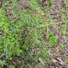 Lycium ferocissimum at Jerrabomberra, ACT - 30 Aug 2022