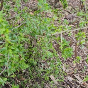 Lycium ferocissimum at Jerrabomberra, ACT - 30 Aug 2022 02:38 PM