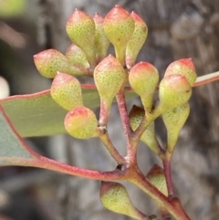 Eucalyptus polyanthemos (Red Box) at Jerrabomberra, NSW - 30 Aug 2022 by SteveBorkowskis