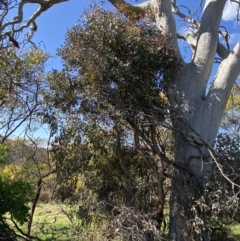 Eucalyptus polyanthemos at Jerrabomberra, NSW - 30 Aug 2022 10:44 AM