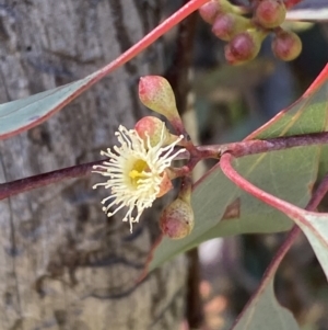 Eucalyptus polyanthemos at Jerrabomberra, NSW - 30 Aug 2022 10:44 AM