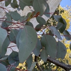 Eucalyptus polyanthemos at Jerrabomberra, NSW - 30 Aug 2022