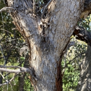 Eucalyptus polyanthemos at Jerrabomberra, NSW - 30 Aug 2022 10:44 AM