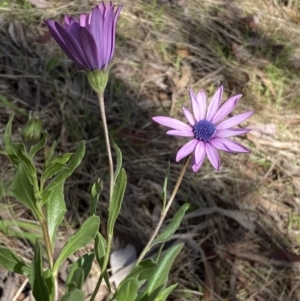 Dimorphotheca ecklonis at Jerrabomberra, NSW - 30 Aug 2022