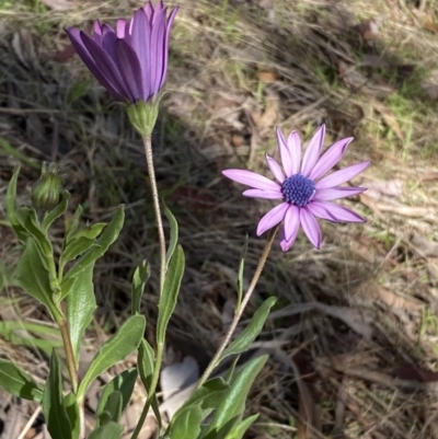 Dimorphotheca ecklonis (South African Daisy) at Jerrabomberra, NSW - 30 Aug 2022 by Steve_Bok