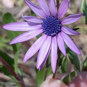 Dimorphotheca ecklonis at Jerrabomberra, NSW - 30 Aug 2022