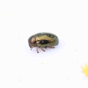 Ditropidus sp. (genus) at O'Connor, ACT - 28 Aug 2022 03:49 PM