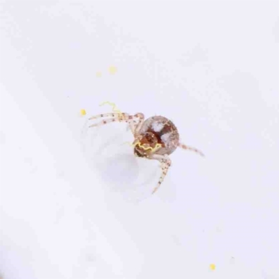 Cryptachaea veruculata (Diamondback comb-footed spider) at Dryandra St Woodland - 28 Aug 2022 by ConBoekel