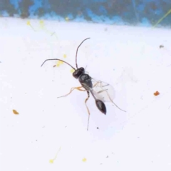 Sphecinae sp. (subfamily) (Unidentified Sand or Digger wasp) at O'Connor, ACT - 28 Aug 2022 by ConBoekel