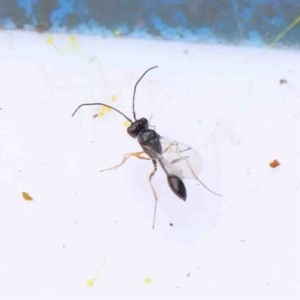Sphecinae sp. (subfamily) at O'Connor, ACT - 28 Aug 2022