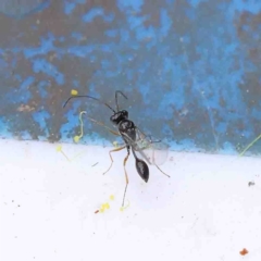 Sphecinae sp. (subfamily) at O'Connor, ACT - 28 Aug 2022