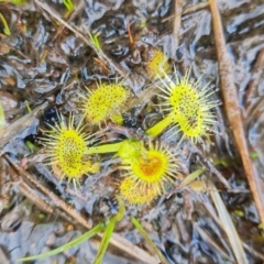 Drosera gunniana (Pale Sundew) at Fadden, ACT - 30 Aug 2022 by Mike