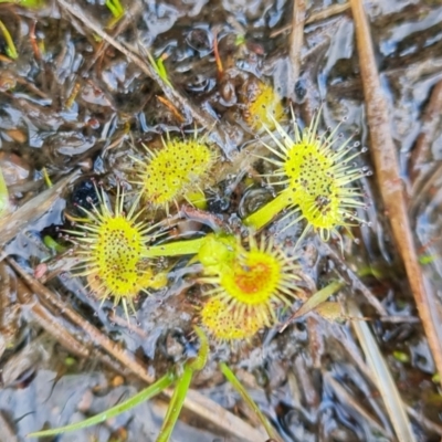 Drosera gunniana (Pale Sundew) at Fadden, ACT - 30 Aug 2022 by Mike