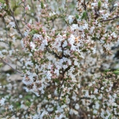 Leucopogon attenuatus (Small-leaved Beard Heath) at Wanniassa Hill - 30 Aug 2022 by Mike