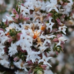 Styphelia attenuata at Fadden, ACT - 30 Aug 2022