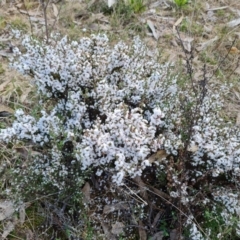 Leucopogon attenuatus (Small-leaved Beard Heath) at Wanniassa Hill - 30 Aug 2022 by Mike