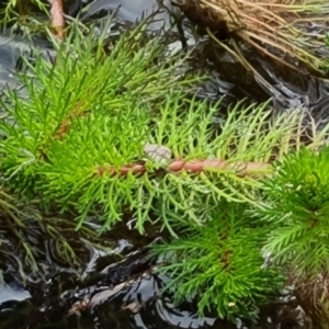 Myriophyllum sp. at Fadden, ACT - 30 Aug 2022 03:12 PM