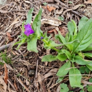 Echium plantagineum at Jerrabomberra, ACT - 30 Aug 2022