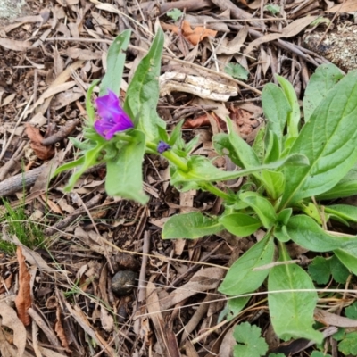 Echium plantagineum (Paterson's Curse) at Wanniassa Hill - 30 Aug 2022 by Mike