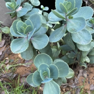 Cotyledon orbiculata at Jerrabomberra, NSW - 30 Aug 2022