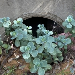 Cotyledon orbiculata at Jerrabomberra, NSW - 30 Aug 2022