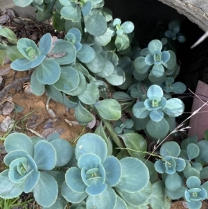 Cotyledon orbiculata at Jerrabomberra, NSW - 30 Aug 2022