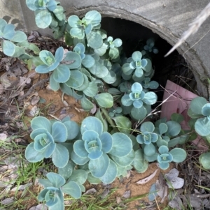 Cotyledon orbiculata at Jerrabomberra, NSW - 30 Aug 2022