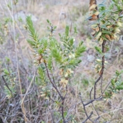 Melichrus urceolatus (Urn Heath) at Wanniassa Hill - 30 Aug 2022 by Mike