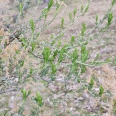 Cassinia sifton (Sifton Bush, Chinese Shrub) at Fadden, ACT - 30 Aug 2022 by Mike