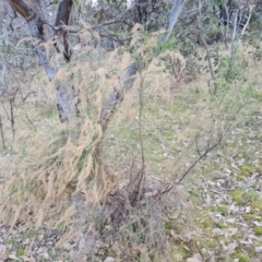 Cassinia sifton at Fadden, ACT - 30 Aug 2022