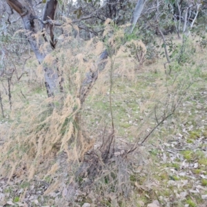 Cassinia sifton at Fadden, ACT - 30 Aug 2022 03:31 PM