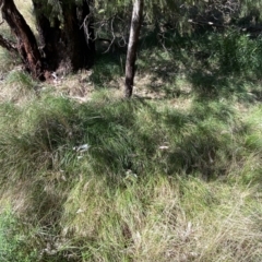 Nassella neesiana (Chilean Needlegrass) at Jerrabomberra, NSW - 30 Aug 2022 by SteveBorkowskis