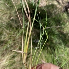 Nassella neesiana at Jerrabomberra, NSW - 30 Aug 2022 11:52 AM