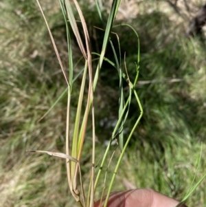 Nassella neesiana at Jerrabomberra, NSW - 30 Aug 2022 11:52 AM