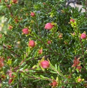Hibbertia sp. at Jerrabomberra, NSW - 30 Aug 2022