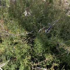 Hibbertia sp. at Jerrabomberra, NSW - 30 Aug 2022 12:42 PM